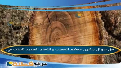 يتكون معظم الخشب واللحاء الجديد للنبات في