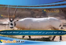 تعد المها الوضيحي من أهم الحيوانات الفطرية في المملكة العربية السعودية