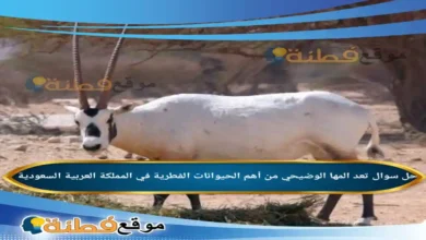 تعد المها الوضيحي من أهم الحيوانات الفطرية في المملكة العربية السعودية
