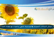 النباتات الحولية (الموسمية تنتهي وتموت مع نهاية الموسم.