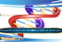 المشغل هو قطعة من dna تعمل عمل مفتاح لبدء النسخ وإيقافه.