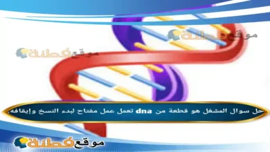 المشغل هو قطعة من dna تعمل عمل مفتاح لبدء النسخ وإيقافه.