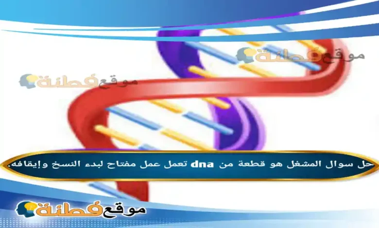 المشغل هو قطعة من dna تعمل عمل مفتاح لبدء النسخ وإيقافه.