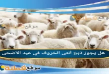هل يجوز ذبح أنثى الخروف في عيد الأضحى