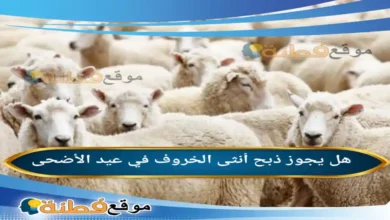 هل يجوز ذبح أنثى الخروف في عيد الأضحى