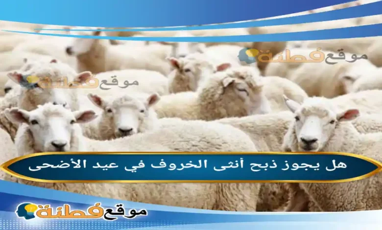 هل يجوز ذبح أنثى الخروف في عيد الأضحى